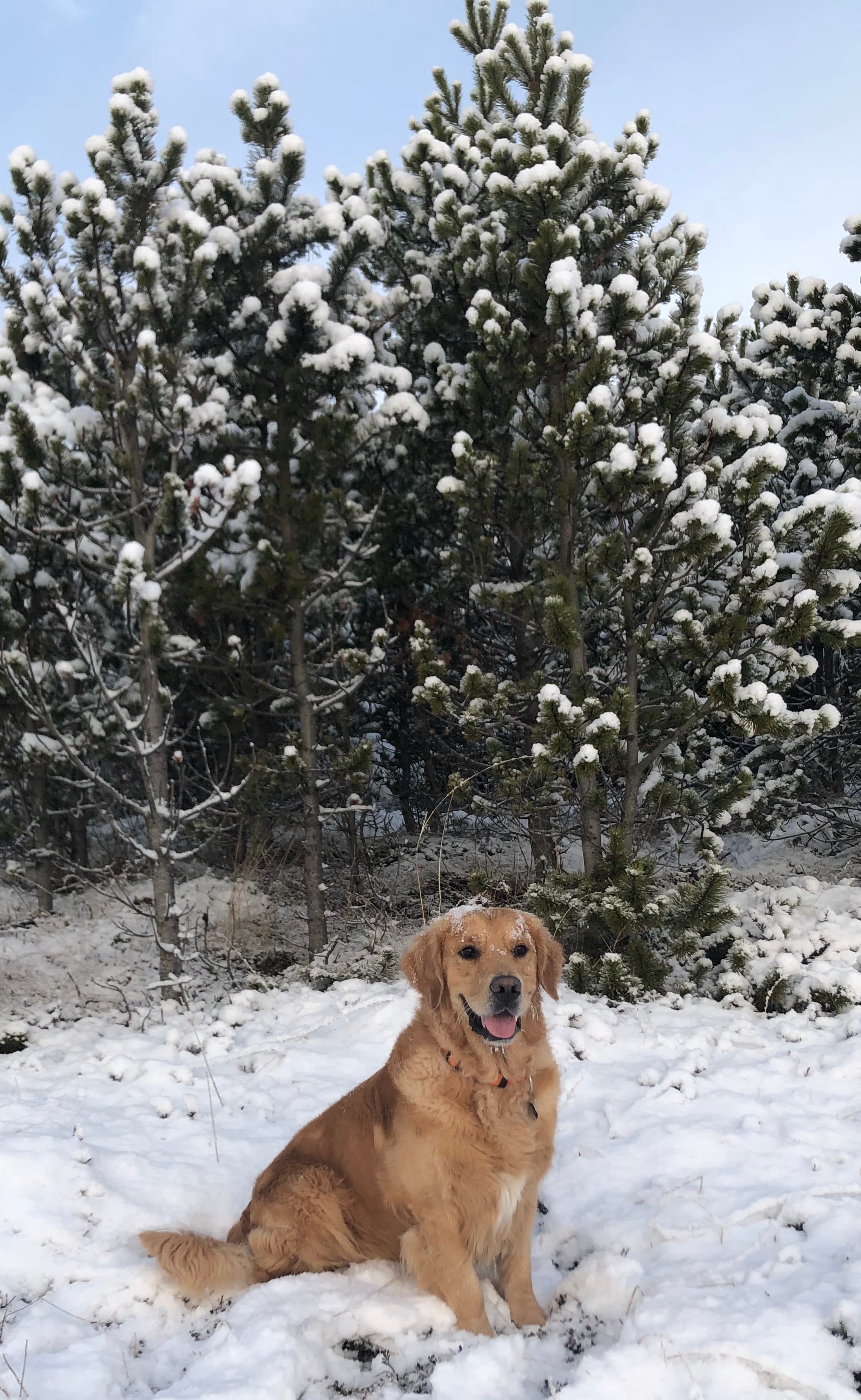 Dylan