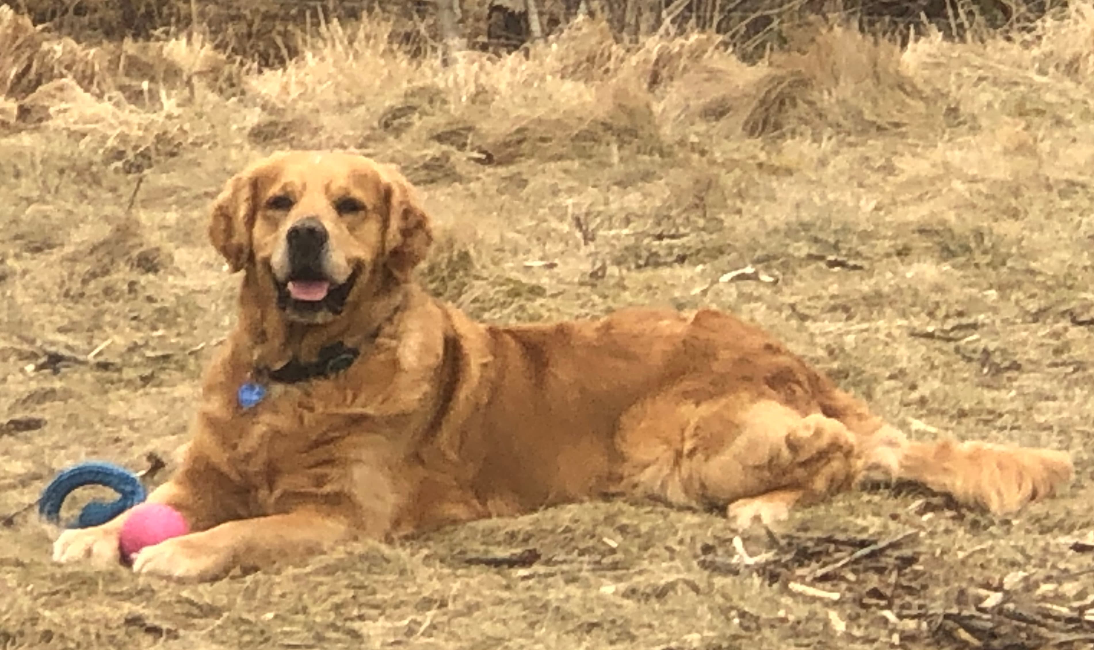 Dylan