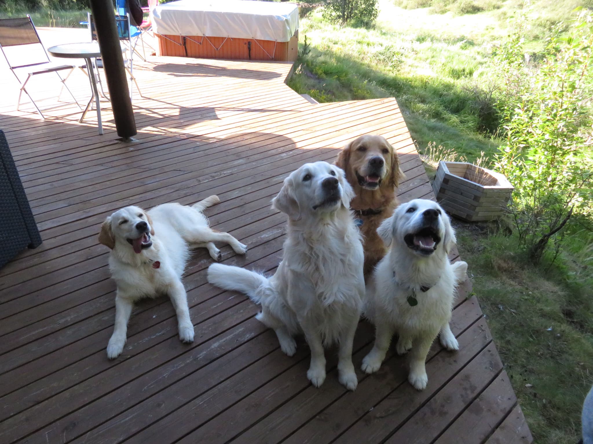 Golden Retriever hundar á verönd