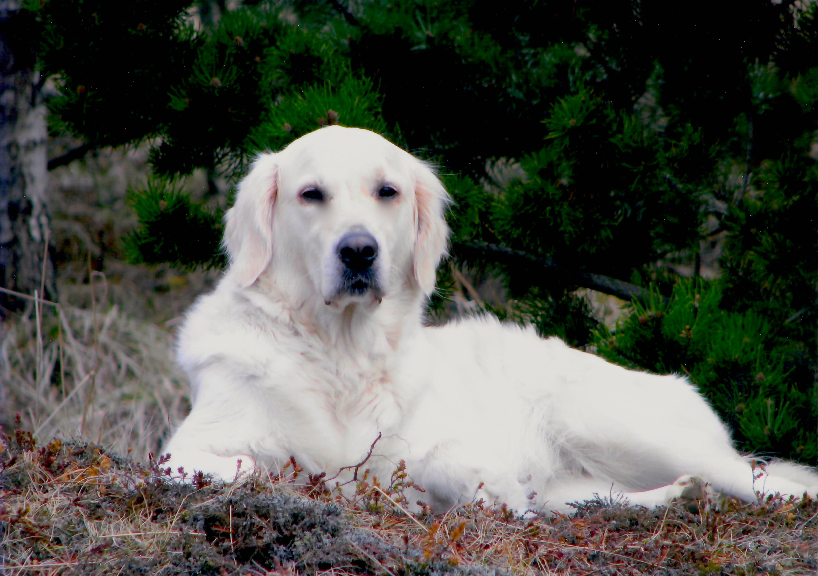 Esja Golden Retriever í íslenskri náttúru