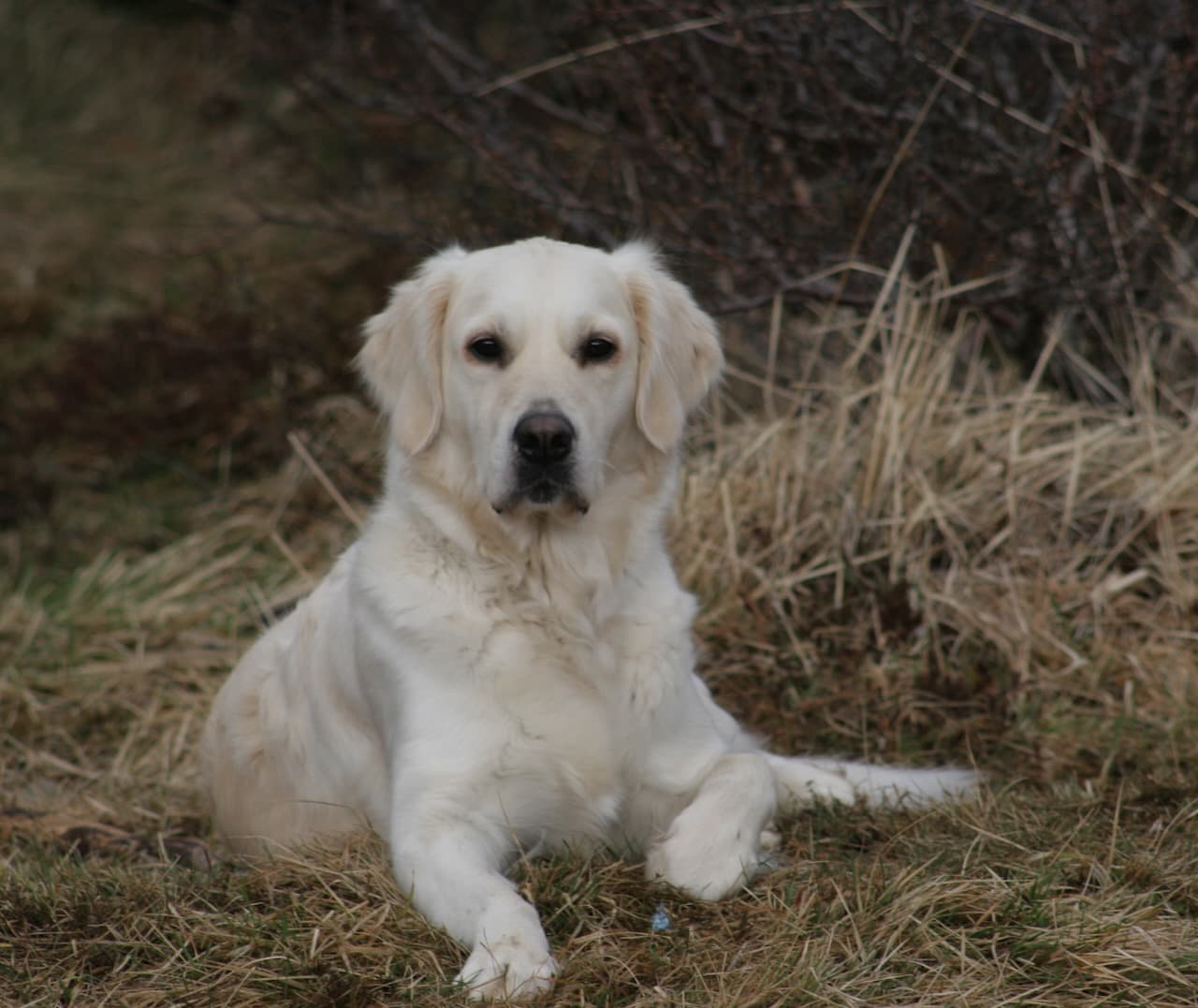 Golden Retriever hjá Skotís Ræktun