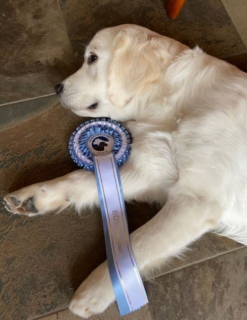 Golden Retriever hvolpur með verðlaunaborða